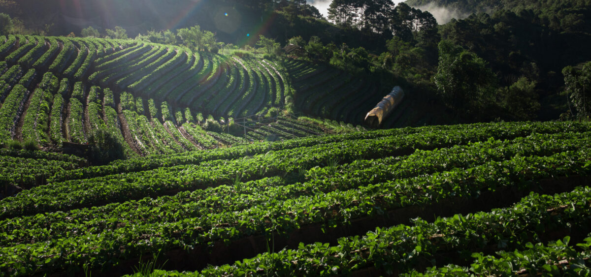 Café Nacional Farm